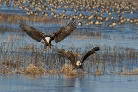 Bald Eagles and Canada Geese at Blackwater