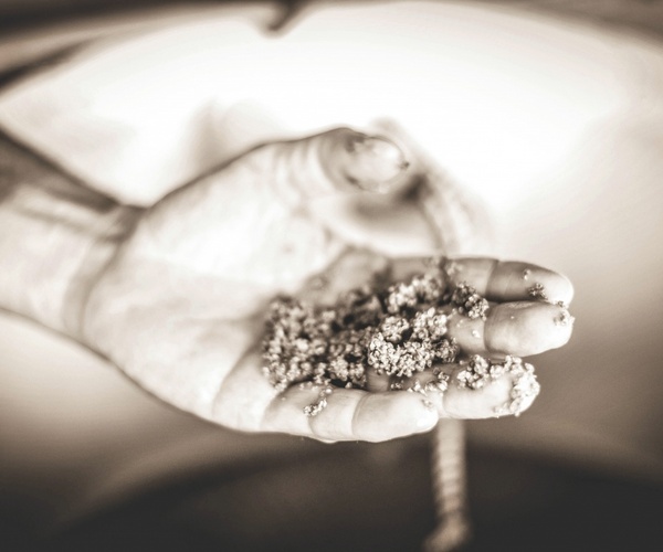 Oyster Larvae, Madhouse Oysters
